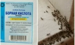 Recepti za upotrebu borne kiseline od mrava